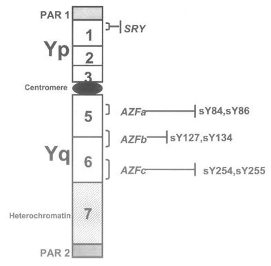 The Y chromosome has been divided into seven deletion intervals (Figure 1).