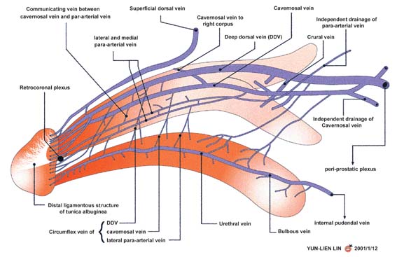 A schematic illustration of erectionrelated veins of human penis was shown A schematic illustration of erectionrelated veins of human penis was shown