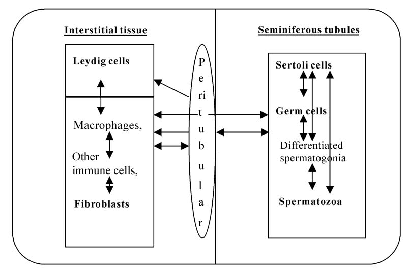 autocrine vs paracrine